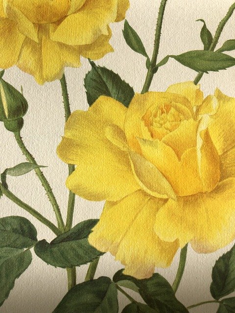 Free download Roses Beautiful Nature -  free illustration to be edited with GIMP free online image editor