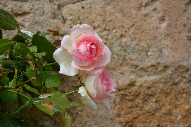 ດາວໂຫຼດຟຣີ Roses Beauty Pink - ຮູບພາບຫຼືຮູບພາບທີ່ບໍ່ເສຍຄ່າເພື່ອແກ້ໄຂດ້ວຍຕົວແກ້ໄຂຮູບພາບອອນໄລນ໌ GIMP