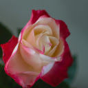 Roses bloom bright pink  screen for extension Chrome web store in OffiDocs Chromium