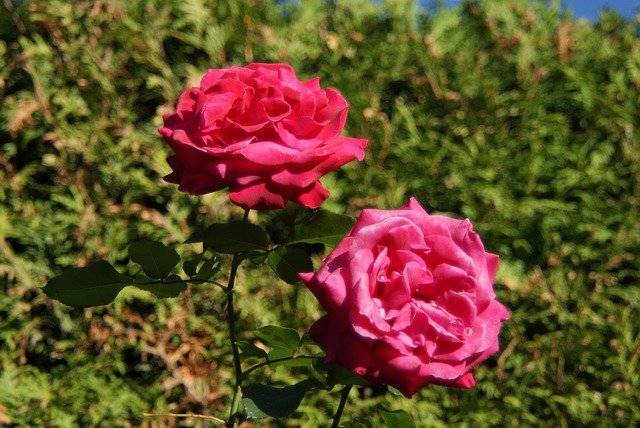 Kostenloser Download Roses Blossom Bloom - kostenloses Foto oder Bild zur Bearbeitung mit GIMP Online-Bildbearbeitung