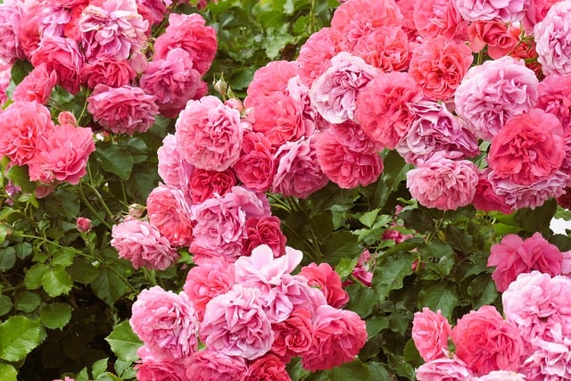 Free download roses blossom pink red fragrant free picture to be edited with GIMP free online image editor