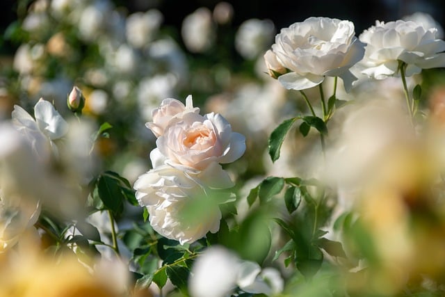 Free download roses blossoms bulgaria flower free picture to be edited with GIMP free online image editor
