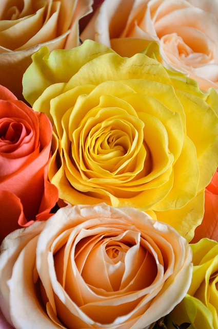 Free download roses bouquet flowers love flower free picture to be edited with GIMP free online image editor