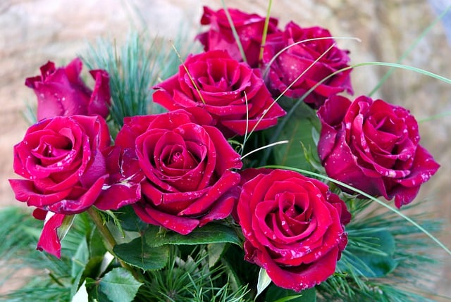 Free download roses bunch of flowers petals free picture to be edited with GIMP free online image editor