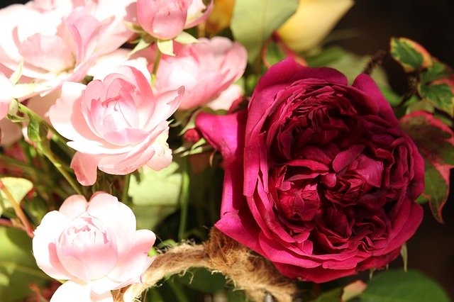 Unduh gratis Roses Bush Nature - foto atau gambar gratis untuk diedit dengan editor gambar online GIMP