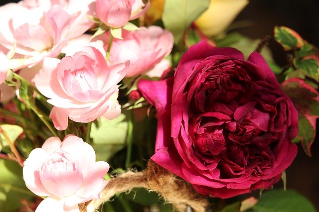 Free download Roses Bush Nature -  free free photo or picture to be edited with GIMP online image editor
