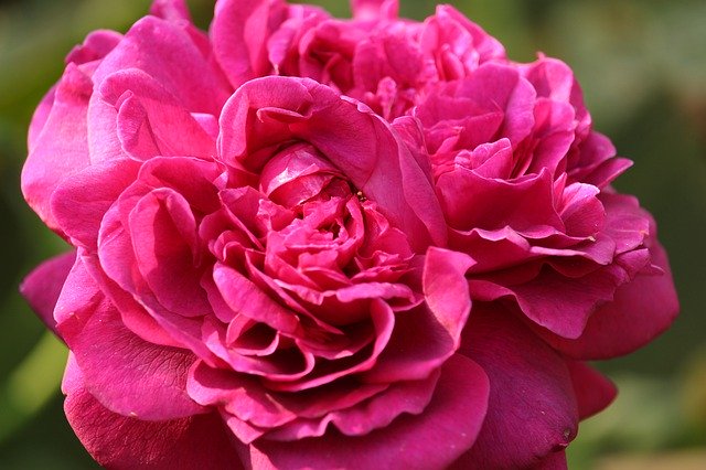 Free download Rose Scented Beauty -  free photo or picture to be edited with GIMP online image editor