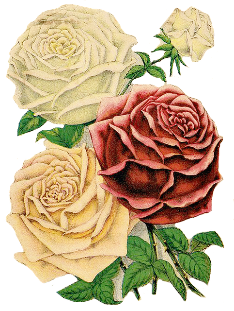 Free download Roses Clipart Floral Red -  free illustration to be edited with GIMP free online image editor