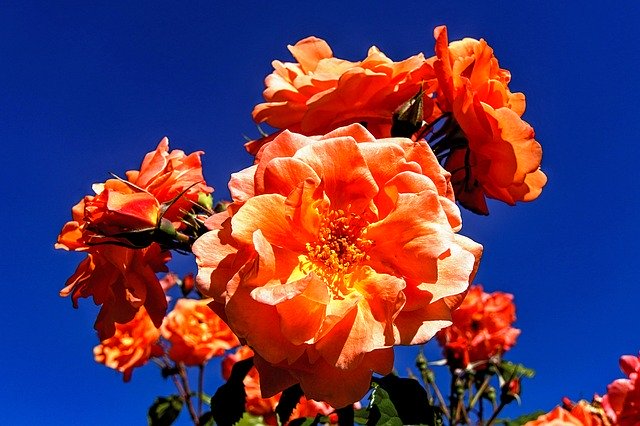 Free download Roses Colorful Nature -  free photo or picture to be edited with GIMP online image editor