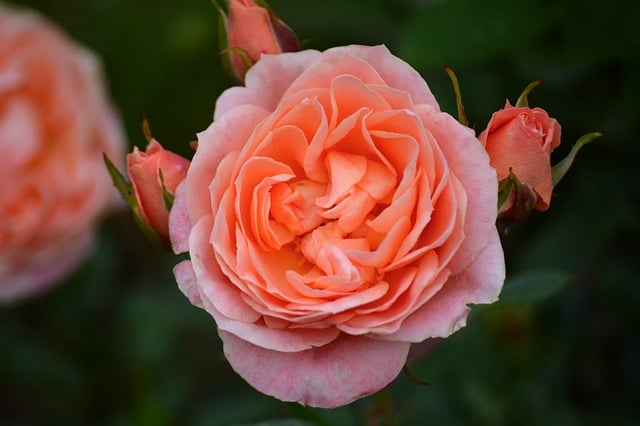 Free download roses flower flower wallpaper free picture to be edited with GIMP free online image editor