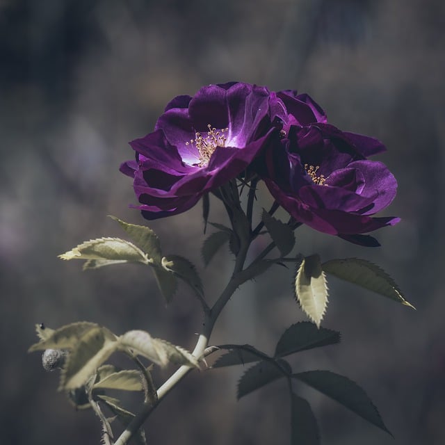 Free download roses flower nature garden free picture to be edited with GIMP free online image editor