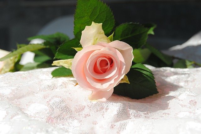 Template Photo Roses Flower Pink The Nature Of -  for OffiDocs