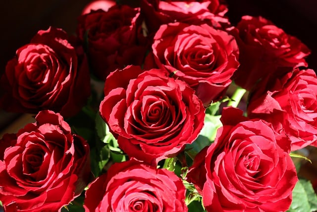 Descarga gratis rosas flor luz roja brillante imagen gratis para editar con el editor de imágenes en línea gratuito GIMP