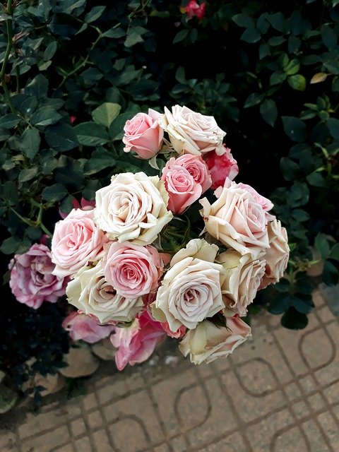 Descarga gratuita Roses Flowers Garden - foto o imagen gratuita para editar con el editor de imágenes en línea GIMP