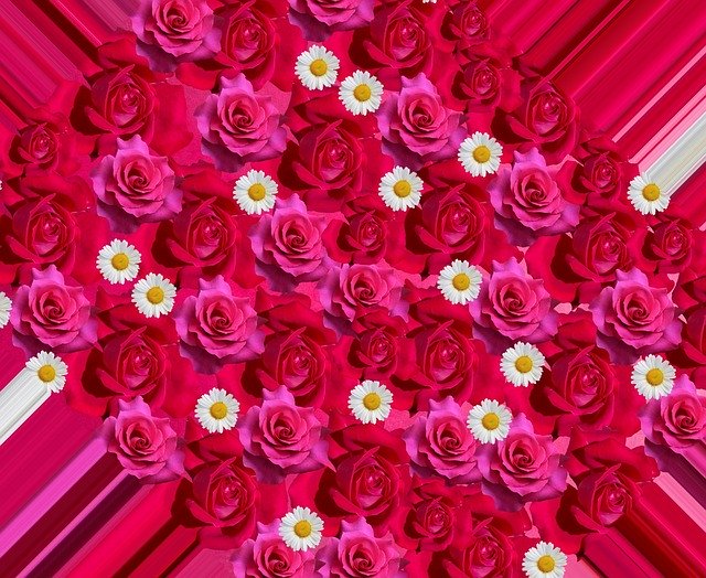 Free download Roses Flowers Love ValentineS -  free illustration to be edited with GIMP free online image editor