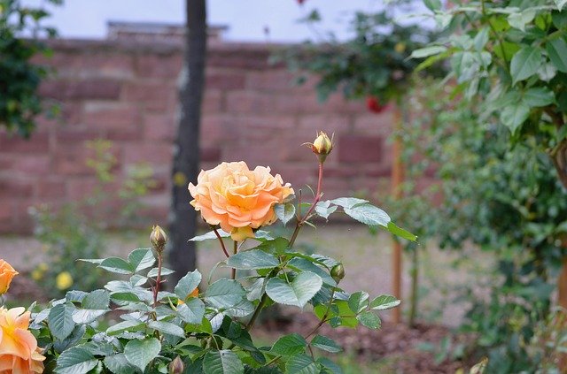 Free download Roses Flowers Nature free photo template to be edited with GIMP online image editor
