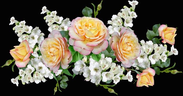 دانلود رایگان Roses Flowers Penstemons - عکس یا تصویر رایگان قابل ویرایش با ویرایشگر تصویر آنلاین GIMP