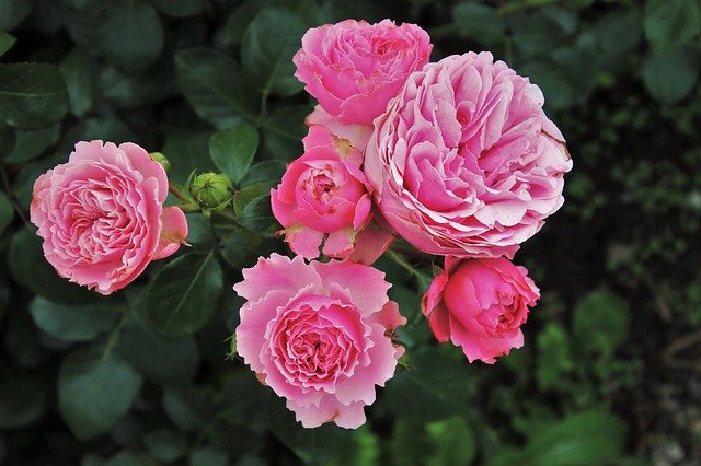 Scarica gratuitamente rose fiori piante rose da giardino immagine gratuita da modificare con l'editor di immagini online gratuito GIMP