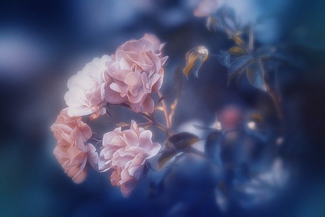 Téléchargement gratuit de Roses Flowers Romantic - photo ou image gratuite à éditer avec l'éditeur d'images en ligne GIMP