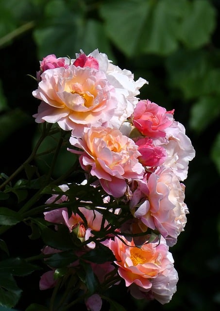 Free download roses garden flower bloom flower free picture to be edited with GIMP free online image editor