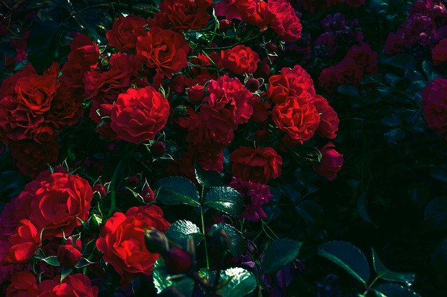 Descarga gratuita Roses Garden Nature: foto o imagen gratuita para editar con el editor de imágenes en línea GIMP