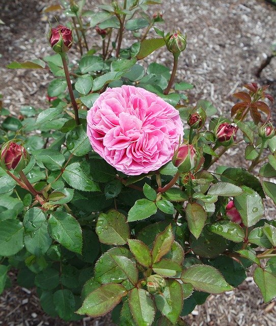 Free download Roses Garden Pink -  free photo or picture to be edited with GIMP online image editor