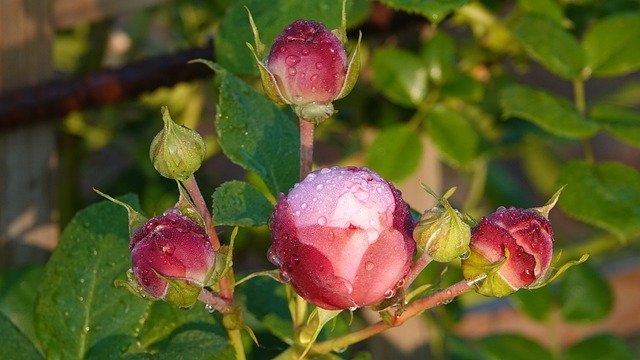 Descarga gratuita Roses Garden Spring - foto o imagen gratuita para editar con el editor de imágenes en línea GIMP