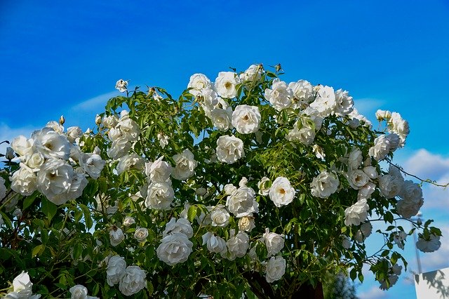 Free download Roses Garden Summer -  free photo or picture to be edited with GIMP online image editor