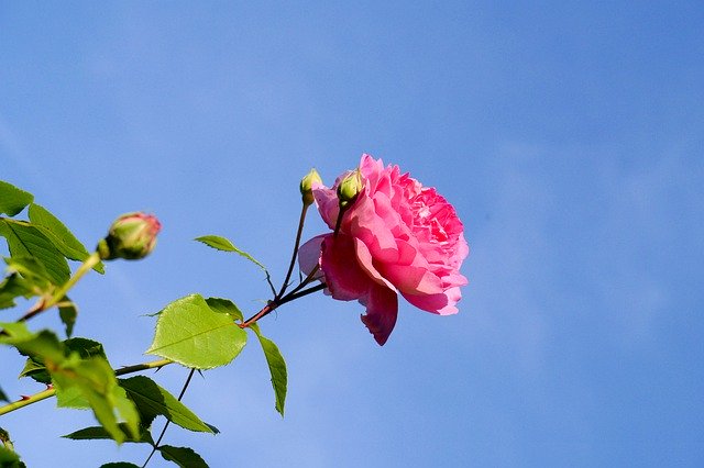 Free download Rose Sky Blossom -  free photo or picture to be edited with GIMP online image editor