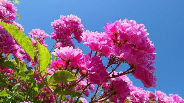 Gratis download Roses Leaving Flowers - gratis foto of afbeelding om te bewerken met GIMP online afbeeldingseditor