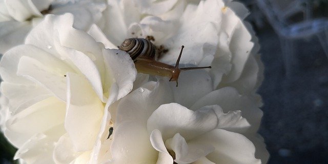 무료 다운로드 Rose Snail - 무료 사진 또는 GIMP 온라인 이미지 편집기로 편집할 사진