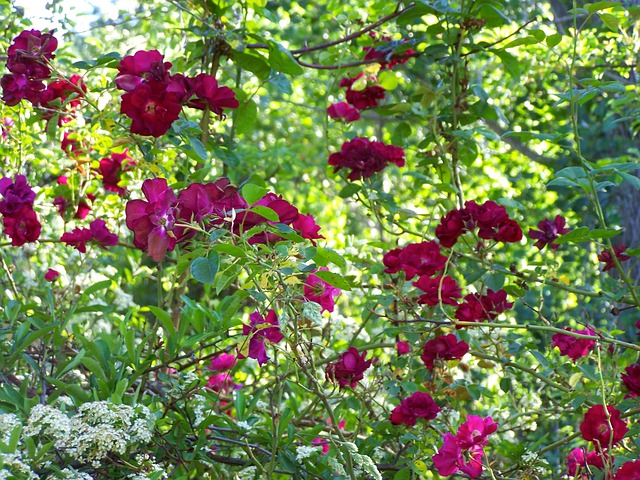 Téléchargement gratuit roses na rose rouge fleur rose image gratuite à éditer avec l'éditeur d'images en ligne gratuit GIMP