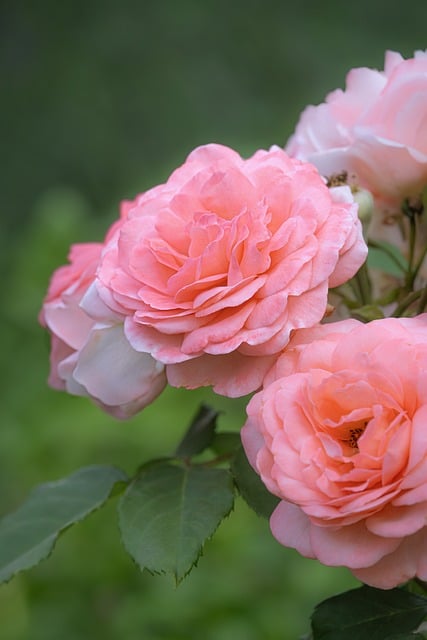 Free download roses nature flower blossom bloom free picture to be edited with GIMP free online image editor
