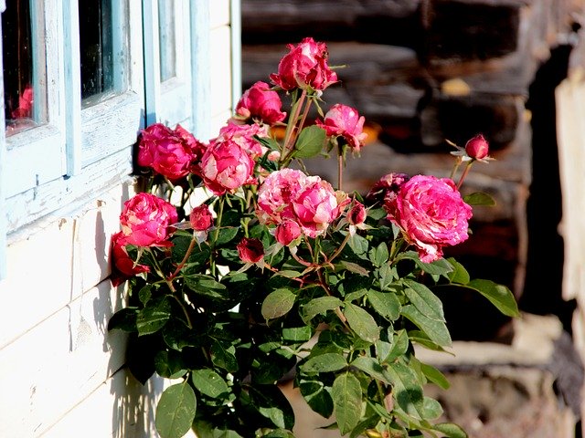 Free picture Roses Nature Flowers -  to be edited by GIMP free image editor by OffiDocs