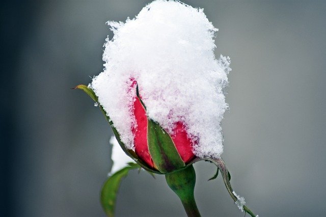 تنزيل Rose Snow Winter مجانًا - صورة مجانية أو صورة لتحريرها باستخدام محرر الصور عبر الإنترنت GIMP