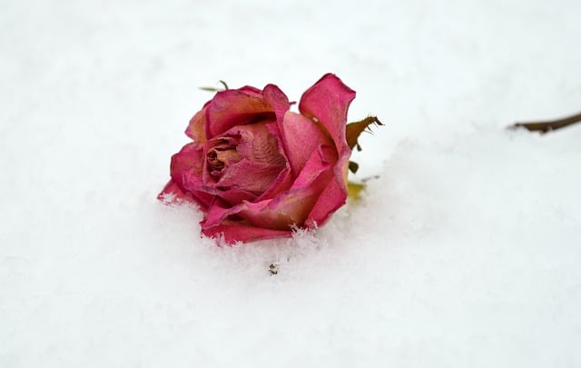 Free download rose snow winter flower bloom free picture to be edited with GIMP free online image editor