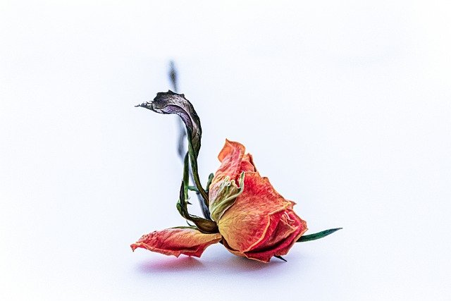Kostenloser Download Rose Solo Postkarte Liebe romantisches kostenloses Bild, das mit dem kostenlosen Online-Bildeditor GIMP bearbeitet werden kann