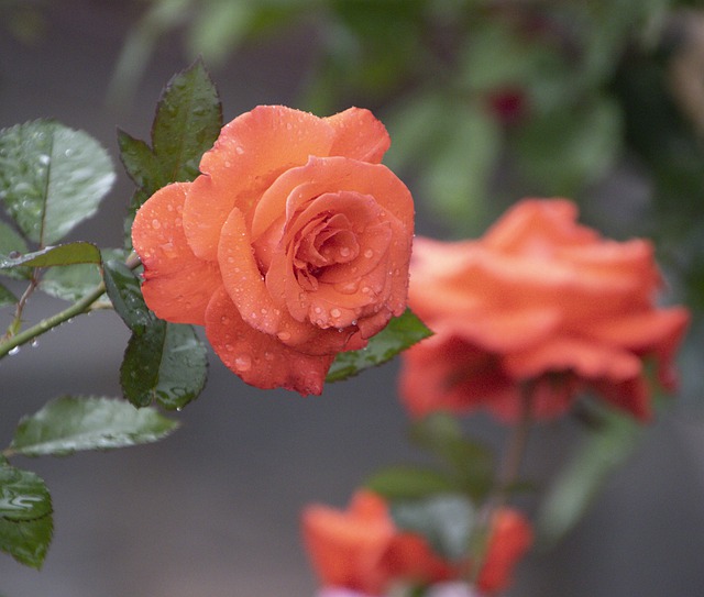 Free download roses orange roses orange flowers free picture to be edited with GIMP free online image editor