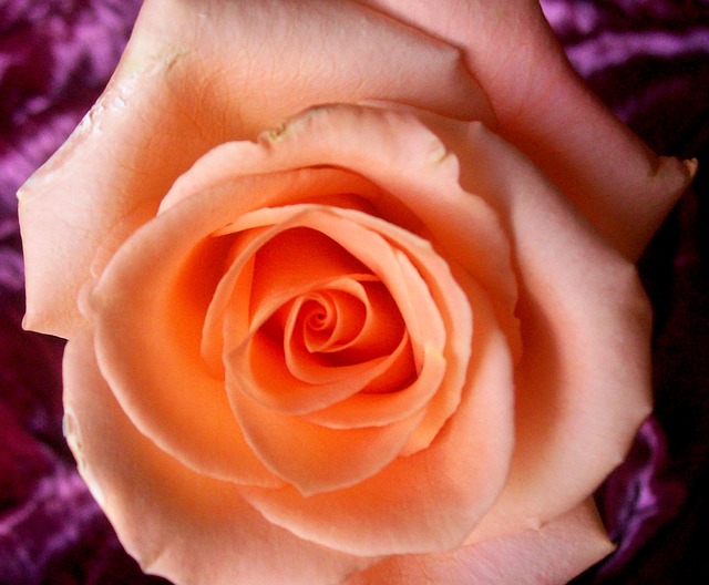 Free download roses peach rose flower floral free picture to be edited with GIMP free online image editor