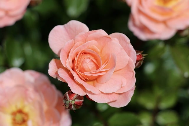 Free download roses peach roses peach flowers free picture to be edited with GIMP free online image editor