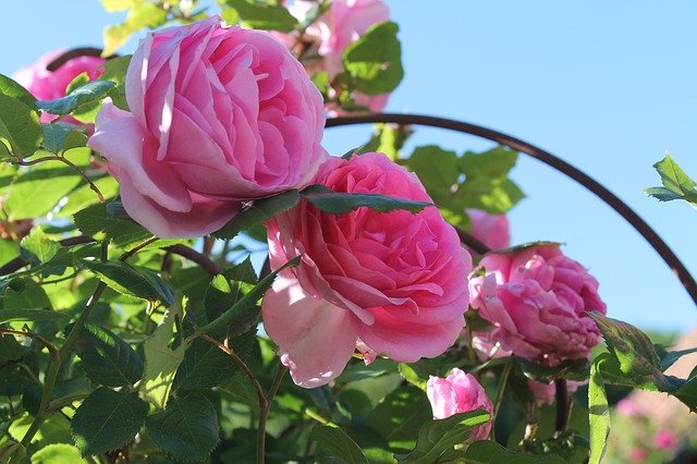 Free picture Roses Pink Flowers -  to be edited by GIMP free image editor by OffiDocs