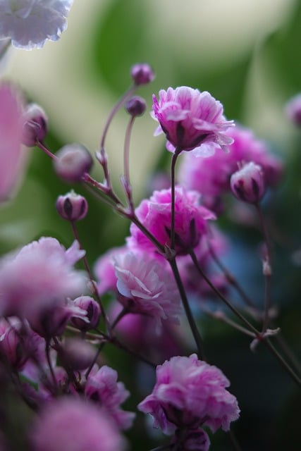 Free download roses pink flowers pink roses free picture to be edited with GIMP free online image editor
