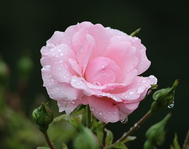 Free download roses pink garden summer droplets free picture to be edited with GIMP free online image editor
