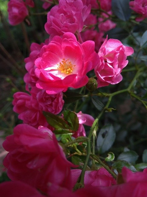 Bezpłatne pobieranie Roses Pink Nature - bezpłatne zdjęcie lub obraz do edycji za pomocą internetowego edytora obrazów GIMP