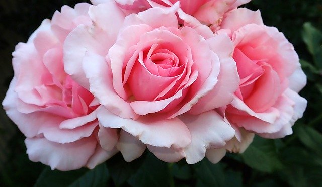 Muat turun percuma Roses Pink Perfume - foto atau gambar percuma untuk diedit dengan editor imej dalam talian GIMP
