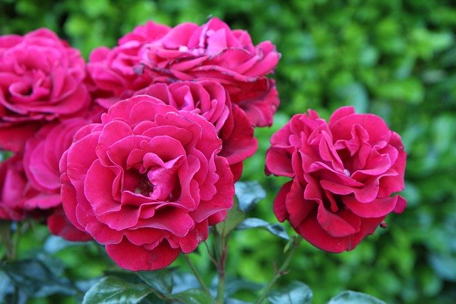 Descărcare gratuită Roses Pink Red Rose - fotografie sau imagini gratuite pentru a fi editate cu editorul de imagini online GIMP