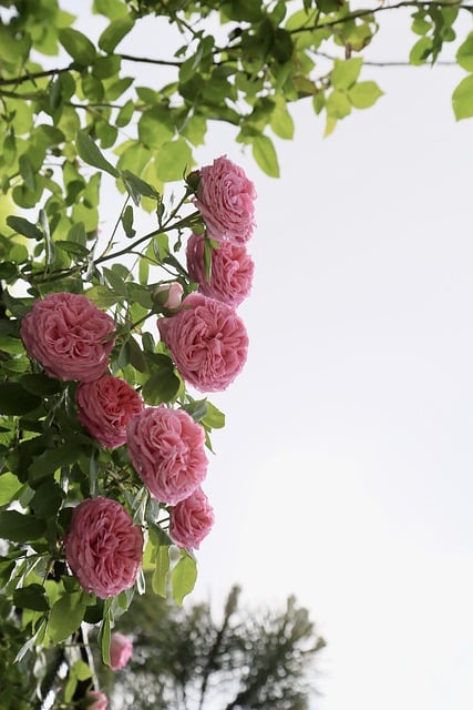 Free download roses pink roses rose branches free picture to be edited with GIMP free online image editor