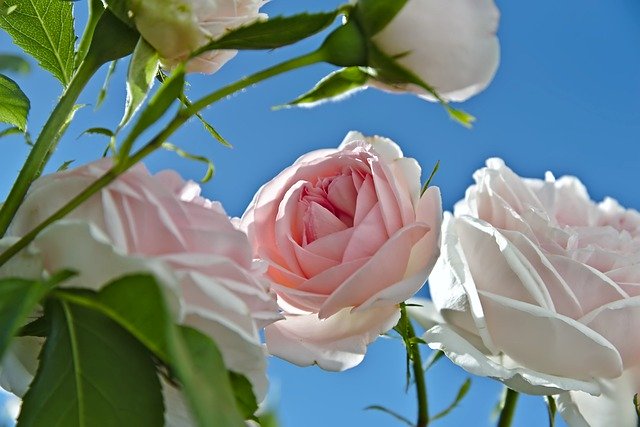 무료 다운로드 Roses Pink White - 무료 사진 또는 김프 온라인 이미지 편집기로 편집할 수 있는 사진