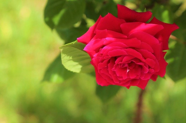 Template Photo Rose Spring Flower -  for OffiDocs