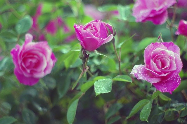 Muat turun percuma Roses Raidrops Pink - foto atau gambar percuma untuk diedit dengan editor imej dalam talian GIMP